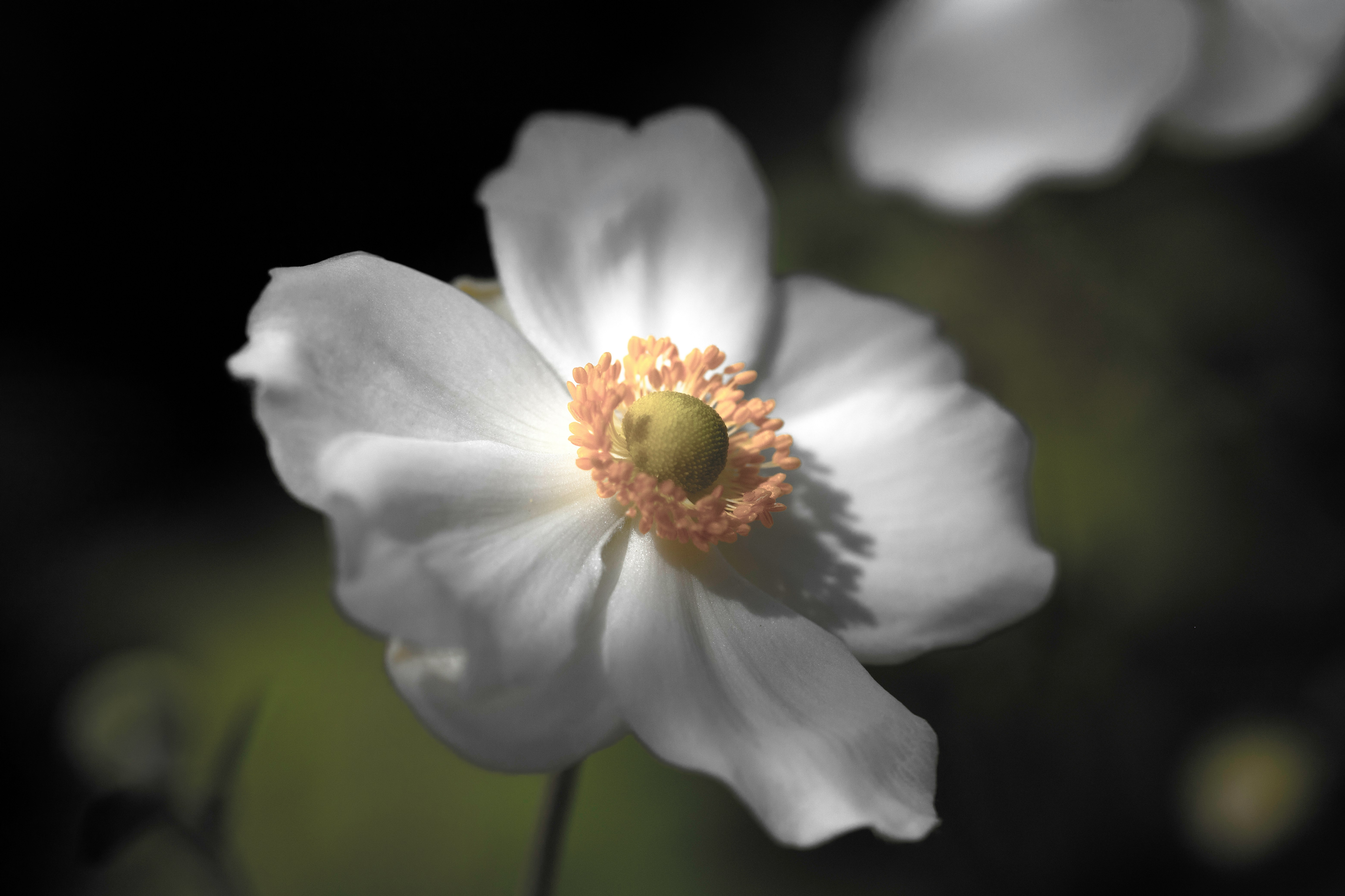 white flower in tilt shift lens